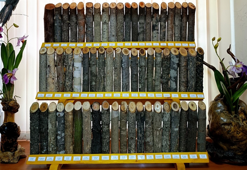 Деревья Кировского муниципального округа