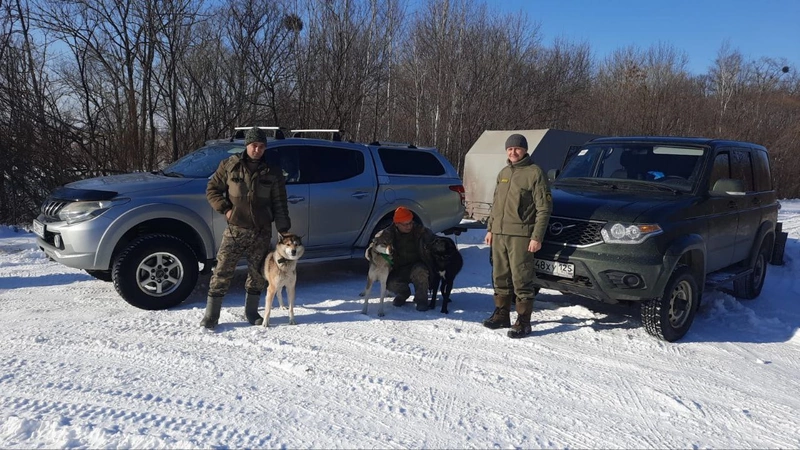 Специалисты охотнадзора с собаками выслеживают медведя,...