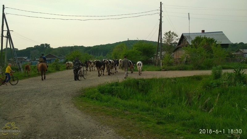 Пастух и коровы, с.Павло-Фёдоровка