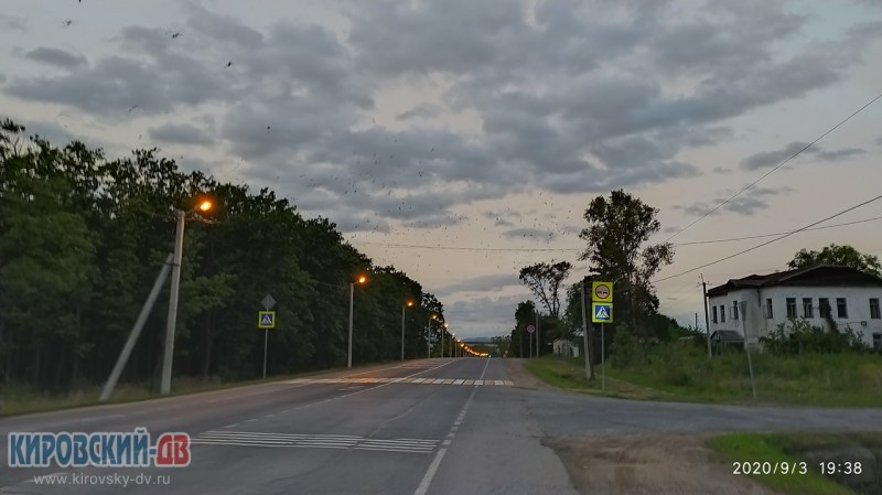 Вороны над дубками, пгт.Кировский