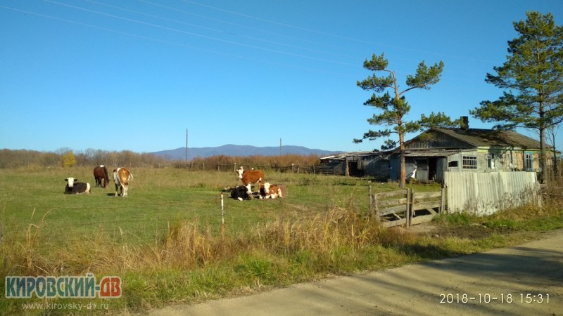 Тёлочки Степановские, с.Степановка