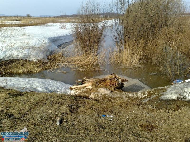 "Подснежники" нынче  бывают такие...., пгт.Кировский