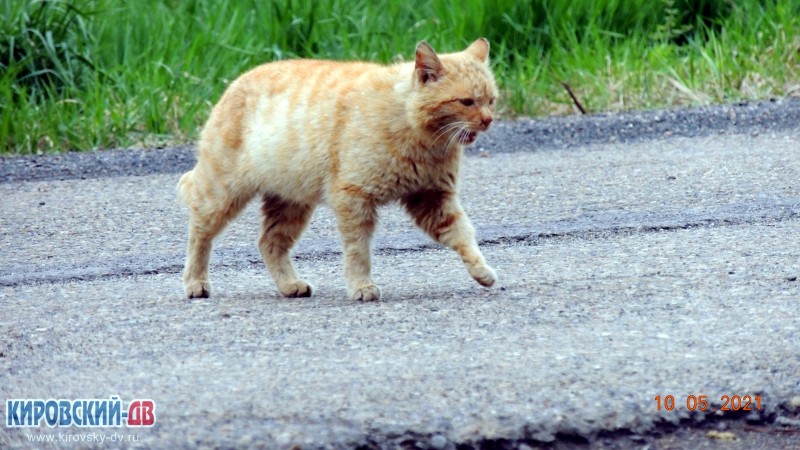 Кот, пгт.Кировский